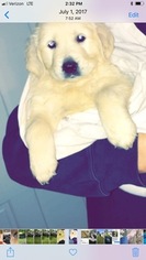 Golden Retriever Puppy for sale in SAINT CHARLES, IL, USA