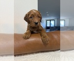 Puppy Teddy --Golden Retriever Mix
