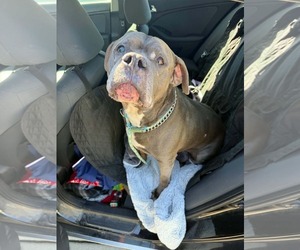 Staffordshire Bull Terrier-Unknown Mix Dogs for adoption in Sheboygan, WI, USA
