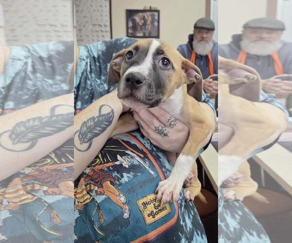 Medium Photo #2 Mutt Puppy For Sale in Martinsburg, WV, USA