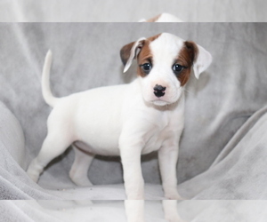 Boxer-Cavalier King Charles Spaniel Mix Puppy for sale in SHILOH, OH, USA