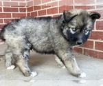 Small Photo #2 Siberian Husky Puppy For Sale in CO SPGS, CO, USA