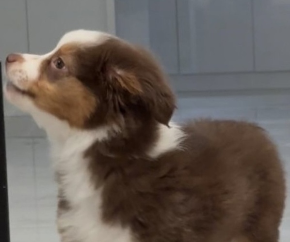Medium Photo #4 Miniature Australian Shepherd Puppy For Sale in HOLLYWOOD, FL, USA