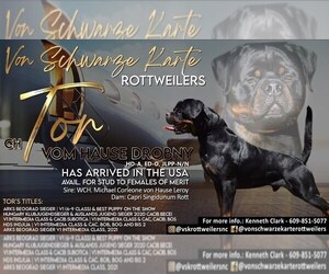 Father of the Rottweiler puppies born on 04/24/2023