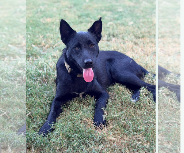 Medium Photo #2 German Shepherd Dog-Unknown Mix Puppy For Sale in Kankakee, IL, USA