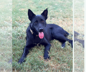 Knight - Male German Shepherd Dog-Unknown Mix Dog for Adoption - Photo #2