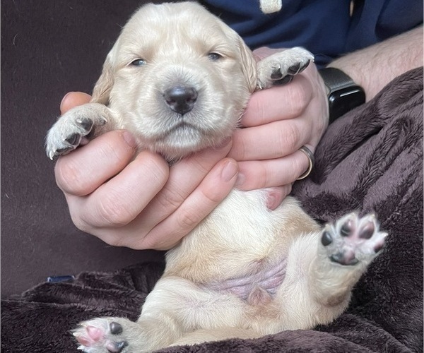 Medium Photo #5 Golden Retriever Puppy For Sale in HUNTSVILLE, AL, USA