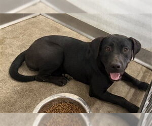 Mutt Dogs for adoption in San Bernardino, CA, USA