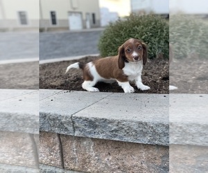 Dachshund Puppy for sale in CANOGA, NY, USA