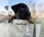 Small Photo #21 German Shepherd Dog-Siberian Husky Mix Puppy For Sale in COLUMBUS, OH, USA