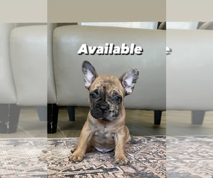 French Bulldog Puppy for sale in SAN TAN VALLEY, AZ, USA