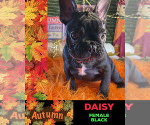 French Bulldog Puppy for sale in HEATHROW, FL, USA