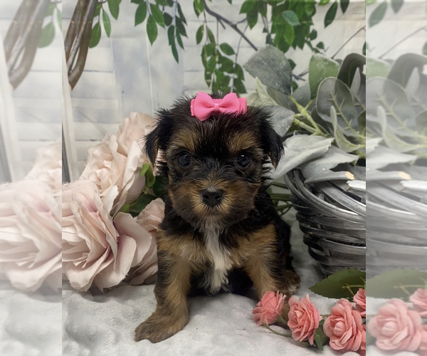 Medium Photo #5 Shorkie Tzu Puppy For Sale in SELLERSBURG, IN, USA