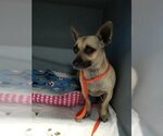 Small Photo #16 Chiweenie Puppy For Sale in Phoenix, AZ, USA