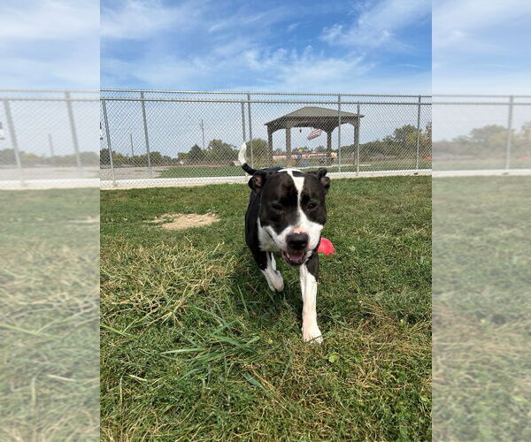 Medium Photo #4 American Staffordshire Terrier Puppy For Sale in Pierceton , IN, USA