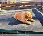 Small #2 Golden Retriever