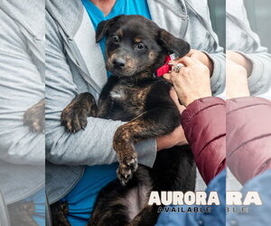 Labrottie Dogs for adoption in Oakhurst, NJ, USA