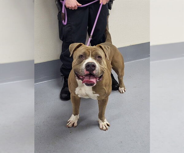 Medium Photo #1 Mutt Puppy For Sale in Louisville, KY, USA