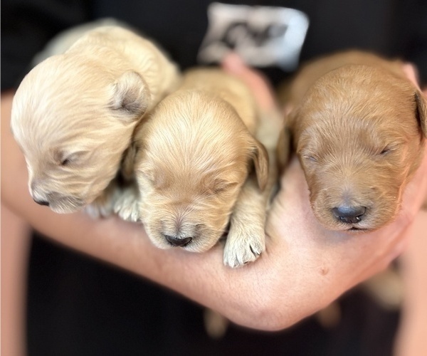 Medium Photo #2 Goldendoodle Puppy For Sale in GILBERT, AZ, USA