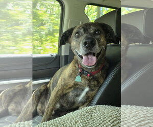 Charlie - Male Labrador Retriever-Plott Hound Mix Dog for Adoption - Photo #2
