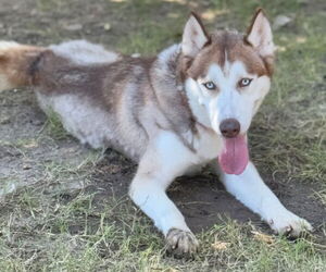 - Mix Dogs for adoption in Great Bend, KS, USA