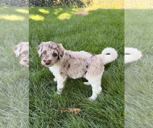 Esky - Female Australian Shepherd-Unknown Mix Dog for Adoption - Photo #2