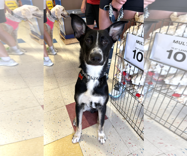 Medium Photo #5 Mutt Puppy For Sale in Rockville, MD, USA