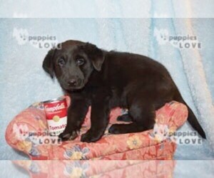 Labrador Retriever Puppy for sale in SANGER, TX, USA