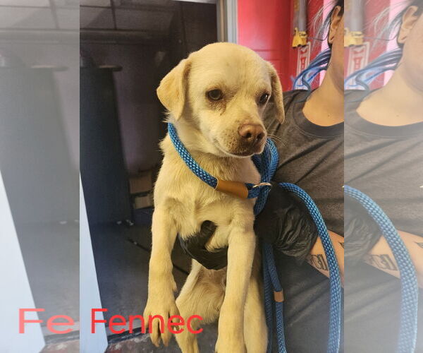 Medium Photo #1 Chihuahua-Unknown Mix Puppy For Sale in Las Vegas, NM, USA