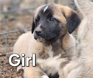 Central Asian Shepherd Dog-Kangal Dog Mix Puppy for sale in EIDSON, TN, USA