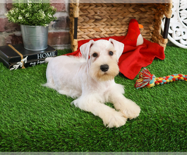 Medium Photo #13 Schnauzer (Miniature) Puppy For Sale in SYRACUSE, IN, USA