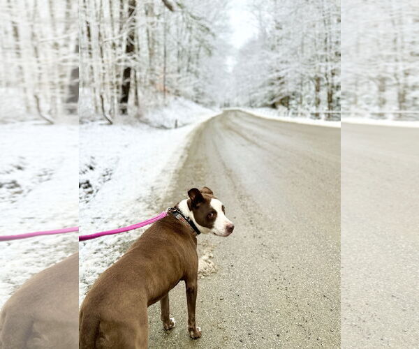 Medium Photo #35 American Pit Bull Terrier-Labrador Retriever Mix Puppy For Sale in West Cornwall, CT, USA