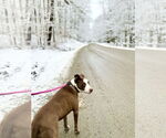 Small #34 American Pit Bull Terrier-Labrador Retriever Mix