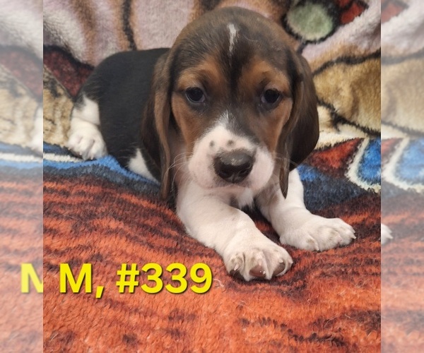Medium Photo #10 Bagle Hound Puppy For Sale in CENTRALIA, WA, USA
