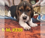 Litter of 7 - Male(s) and Female(s) Bagle HoundLitter of Puppies for Sale - Photo #10