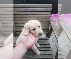 Goldendoodle Puppy for Sale in TIGARD, Oregon USA