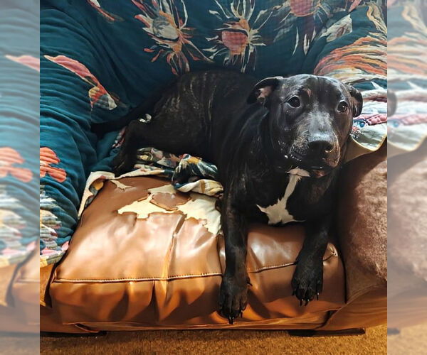 Medium Photo #3 Staffordshire Bull Terrier-Unknown Mix Puppy For Sale in Holly Springs, NC, USA