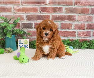 Cavapoo (Miniature) Puppy for sale in SYRACUSE, IN, USA