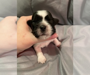 Shih Tzu Puppy for sale in VISALIA, CA, USA