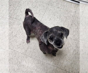 Shih Tzu-Unknown Mix Dogs for adoption in Plano, TX, USA