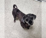 Small Shih Tzu Mix