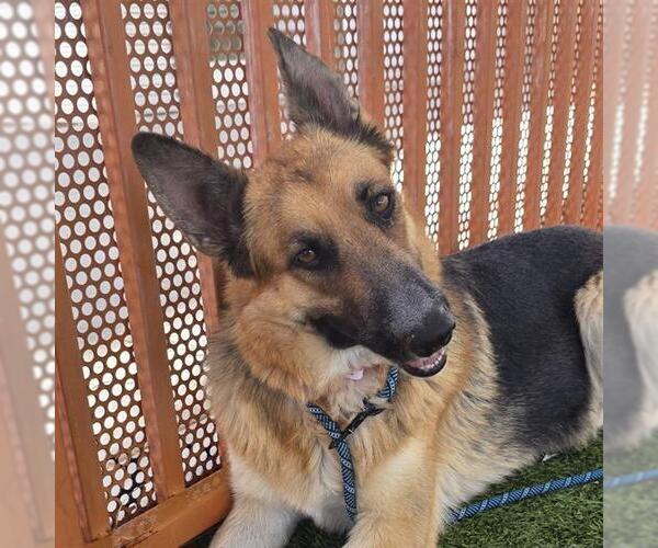 Medium Photo #1 German Shepherd Dog-Unknown Mix Puppy For Sale in Las Vegas, NV, USA