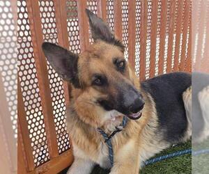 German Shepherd Dog-Unknown Mix Dogs for adoption in Las Vegas, NV, USA