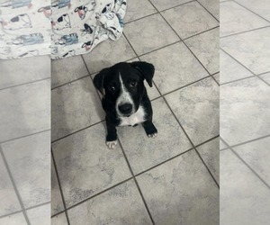 Labrador Retriever-Unknown Mix Dogs for adoption in Plainfield, IL, USA