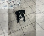 Pineapple - Male Labrador Retriever-Unknown Mix Dog for Adoption - Small photo