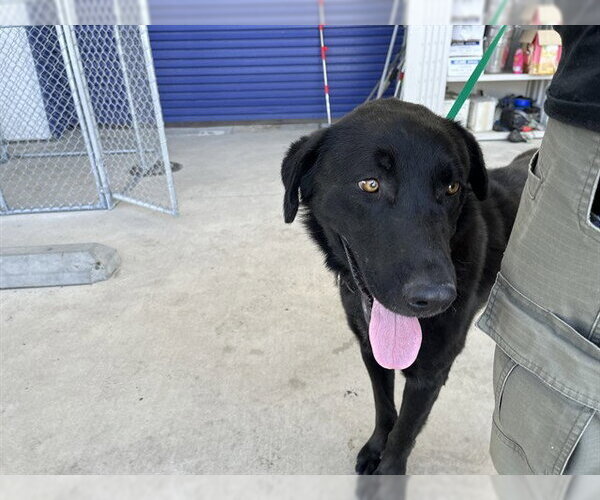 Medium Photo #1 Labrador Retriever Puppy For Sale in Bakersfield, CA, USA