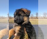 Small Photo #24 German Shepherd Dog Puppy For Sale in SOMERVILLE, OH, USA