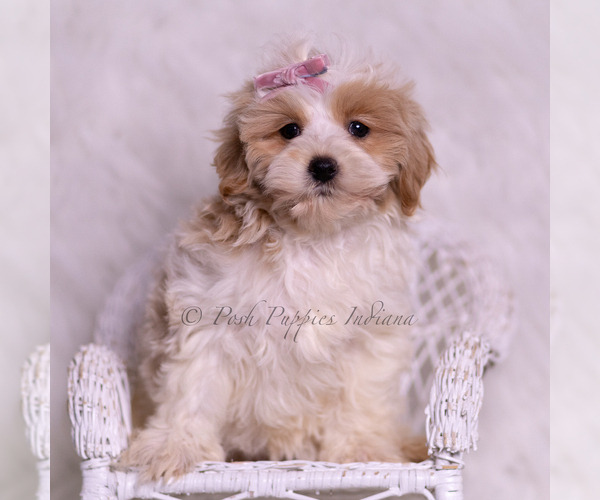 Medium Photo #5 Maltipoo (Miniature) Puppy For Sale in WARSAW, IN, USA