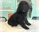 Small Photo #5 Schnoodle (Miniature) Puppy For Sale in MORENO VALLEY, CA, USA