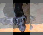 Small #3 Dutch Shepherd -German Shepherd Dog Mix